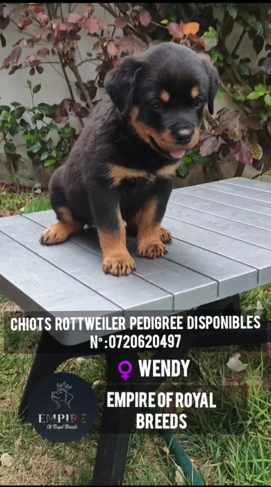 Chiots rottweiler pedegree