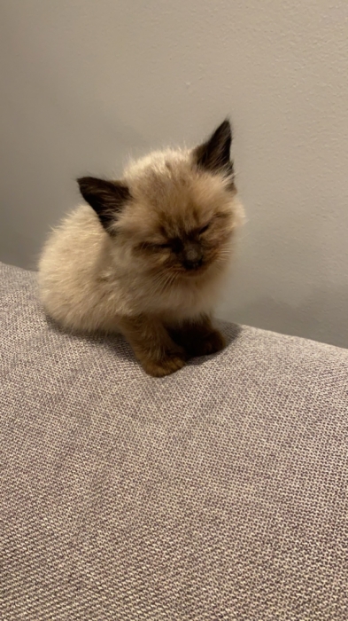 Chat siamois himalayen