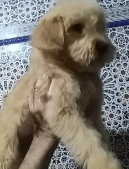 Femelle bichon de 4mois