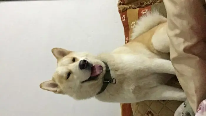 Akita male pour accoupelemt