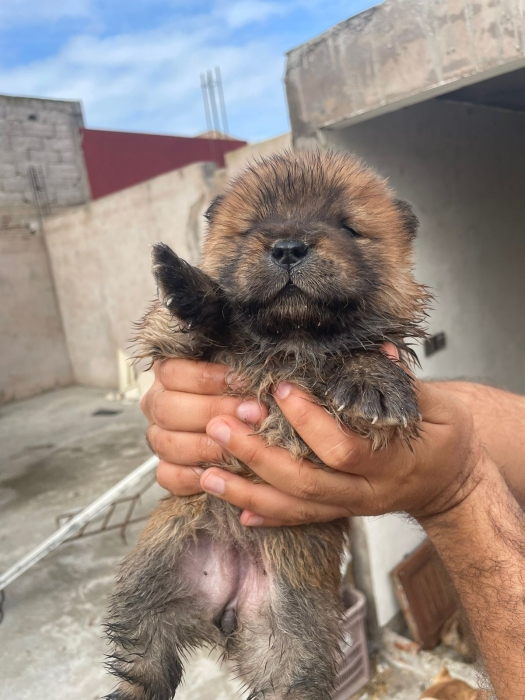 Chiot chow chow