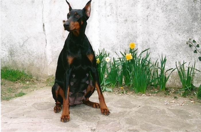 Doberman