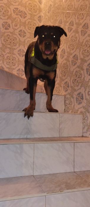 Rottweiller