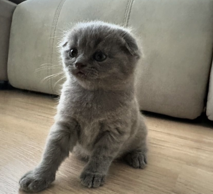 Scottish fold