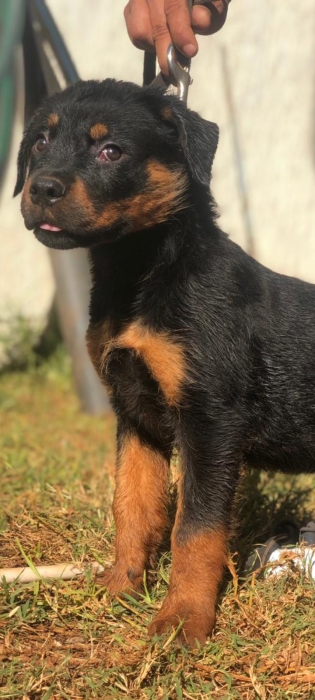 Rottweiler