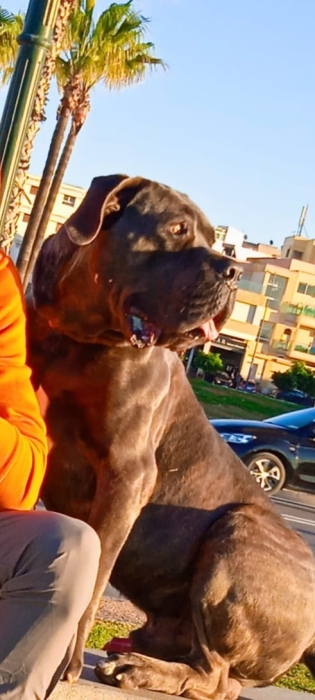 Canne Corso pedigree