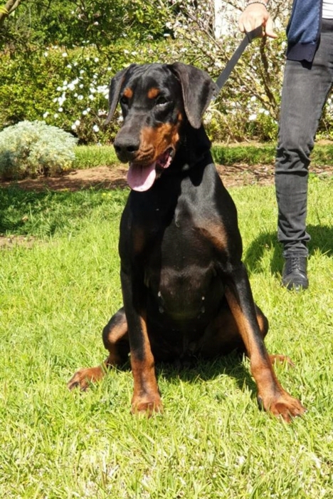 Doberman Pinsher