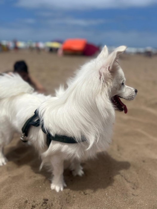 Chiens volpino italien