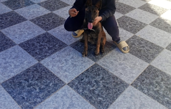 Femelles malinois charbonné 6mois bien dressé