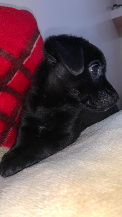 chiot labrador noir pure