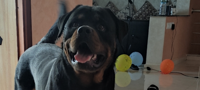 Chiots rottweiler à vendre