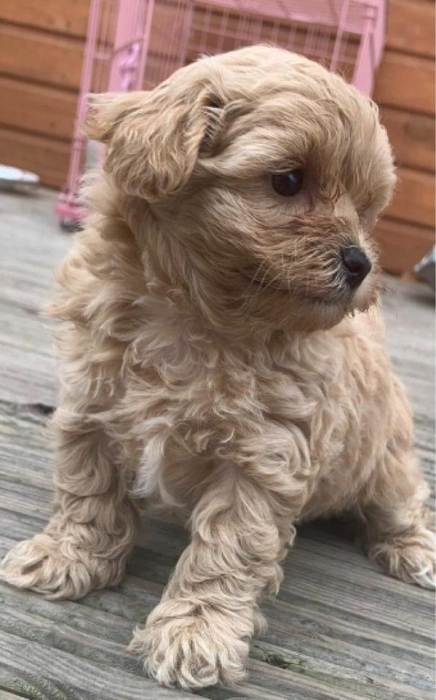 Magnifiques chiots Maltipoo.