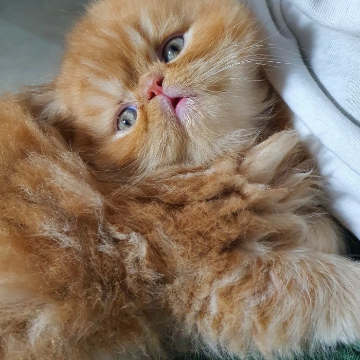 Chattons Persans Imalayens tout mignons