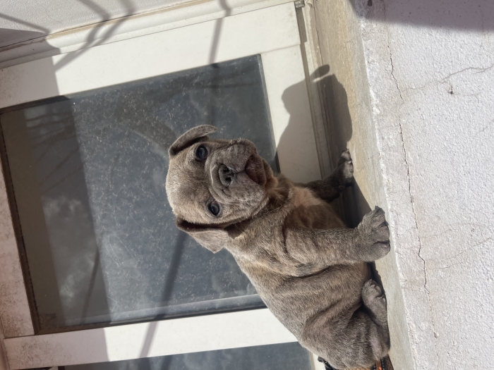 Bulldog francais blue