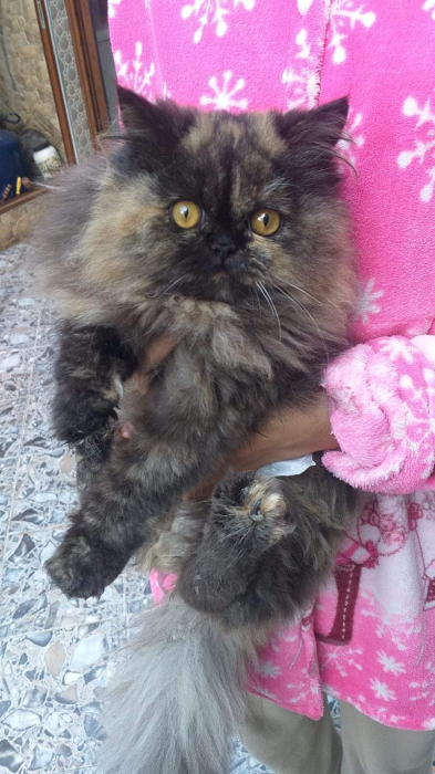 2 chats Femelles Persan