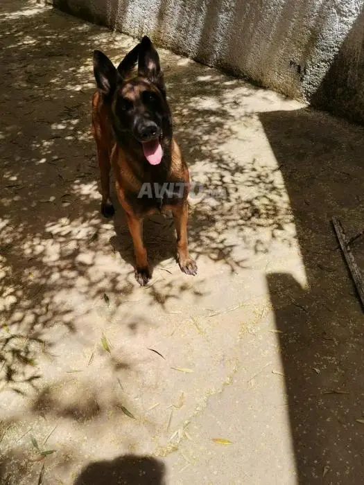 Femelle Malinois