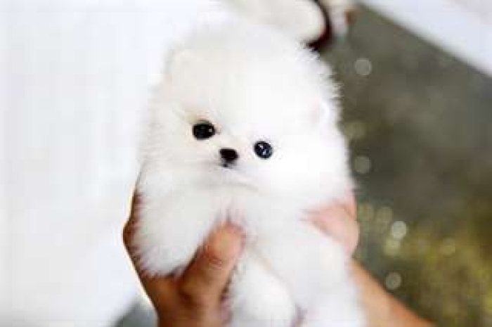 Ce chiot Pomeranien teacup blanc cherche une nouvelle famille d'accueil