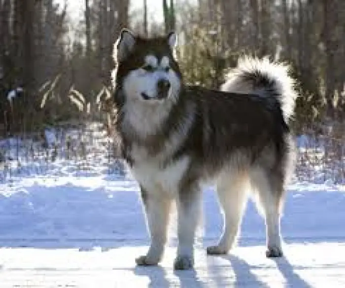 Malamute de l'Alaska