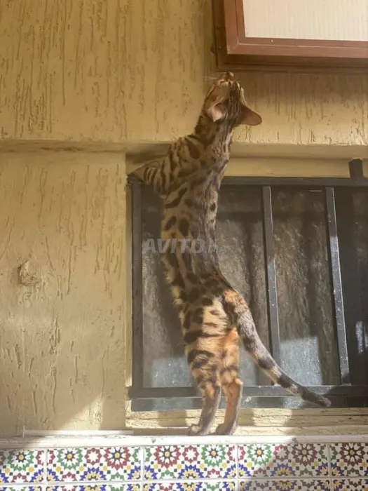 accouplement Bengal