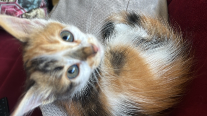 Chat un mois en adoption