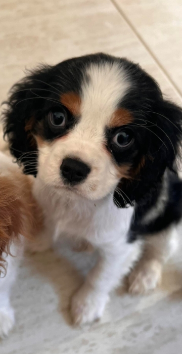 Cavalier king charles