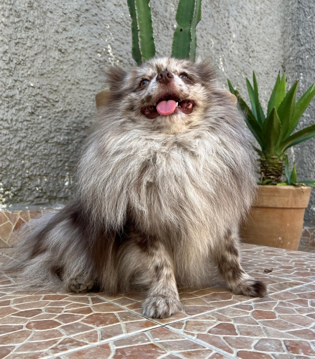 spitz pomeranian