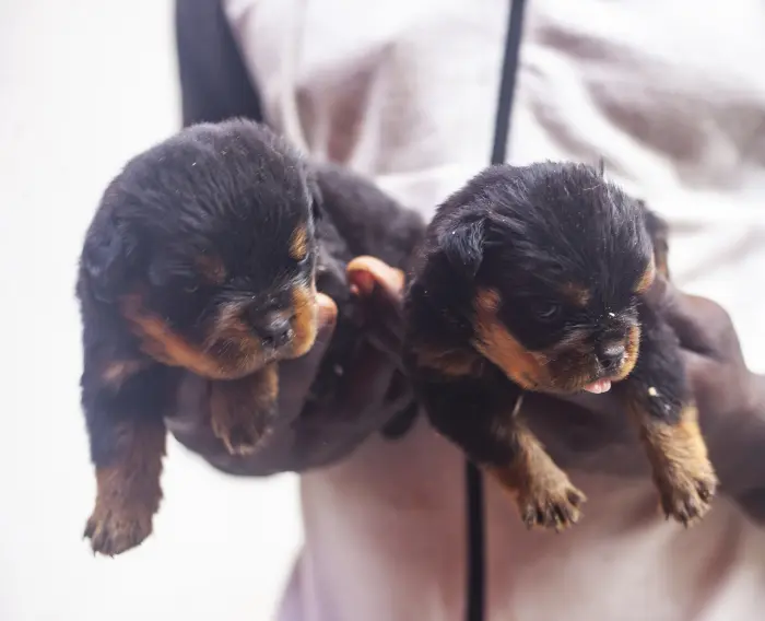 chiots rottweilers pedigree