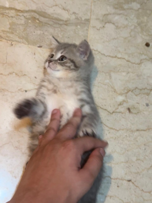 British shorthair femelle