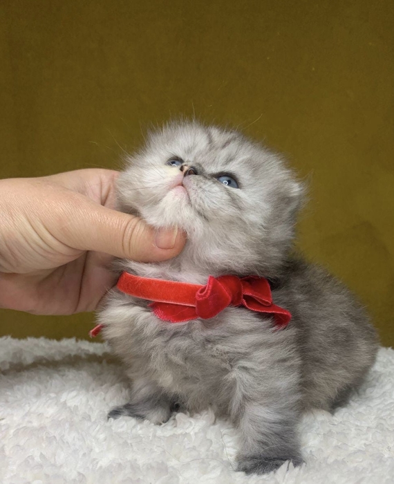 Chat Scottish fold highland