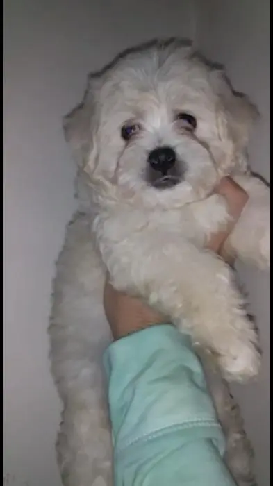 Bichon maltais mâle