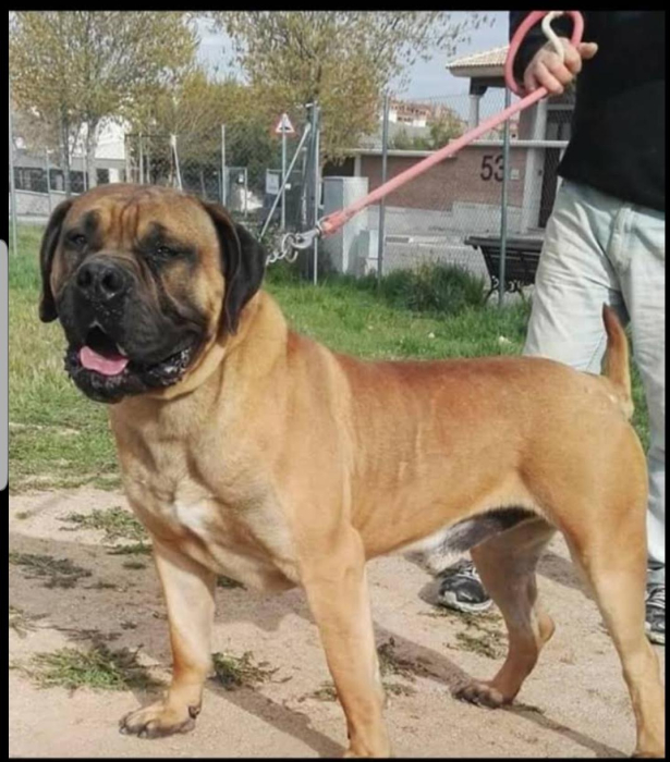boerboel