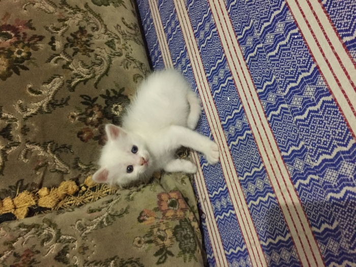 Chatons 🐱 magnifique angora blanc d un mois