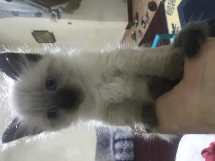 قطط سيامو اصلية