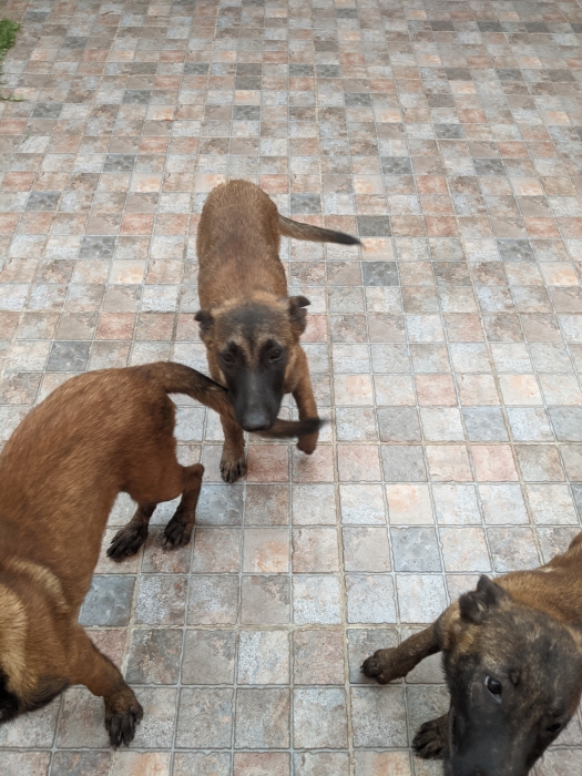 Malinois