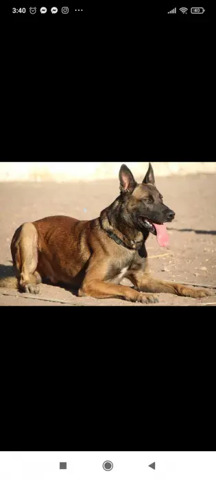 Chiots Berger belge malinois