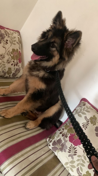 Chiot berger allemand