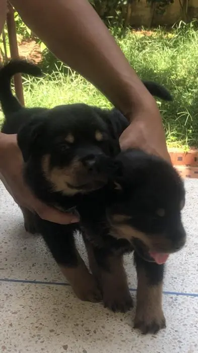 Rottweiler