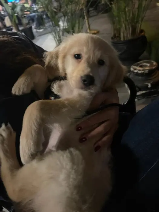 Chiot Golden Retriever