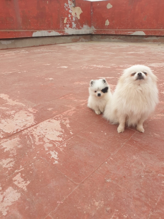 Pomeranian