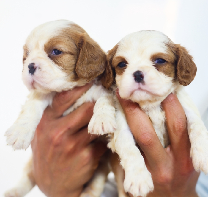 chiots CAVALIER KING CHARLES