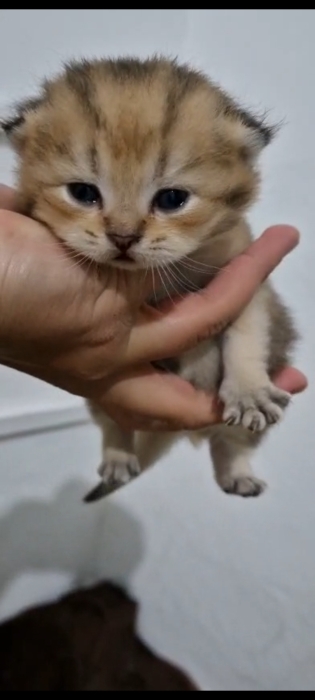 Scottish golden et british