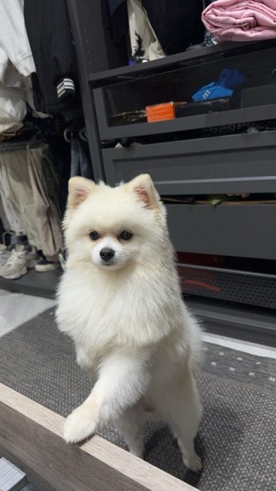 pomeranian spitz blanc
