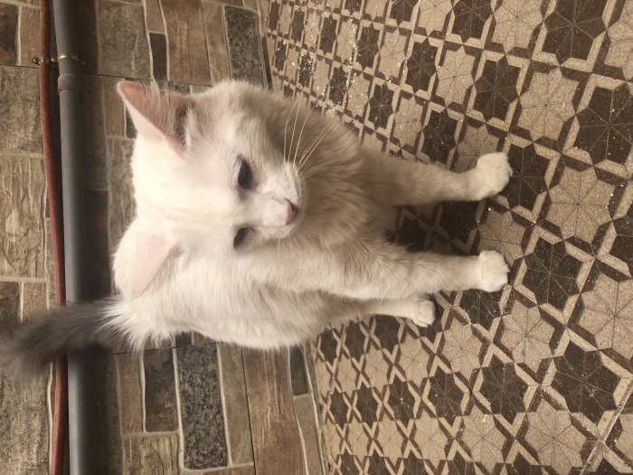 Chatte vaccinée à adopter