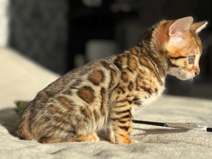 chat bengal