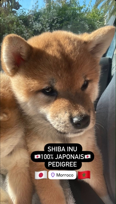 Shiba Inu Pédigrée Pure Race