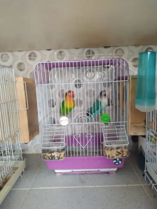 couple des insesparables