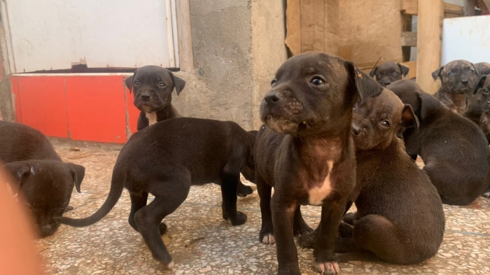 Chiots staff américain-كلاب - klab staff pure