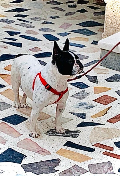 chien bouledogue français