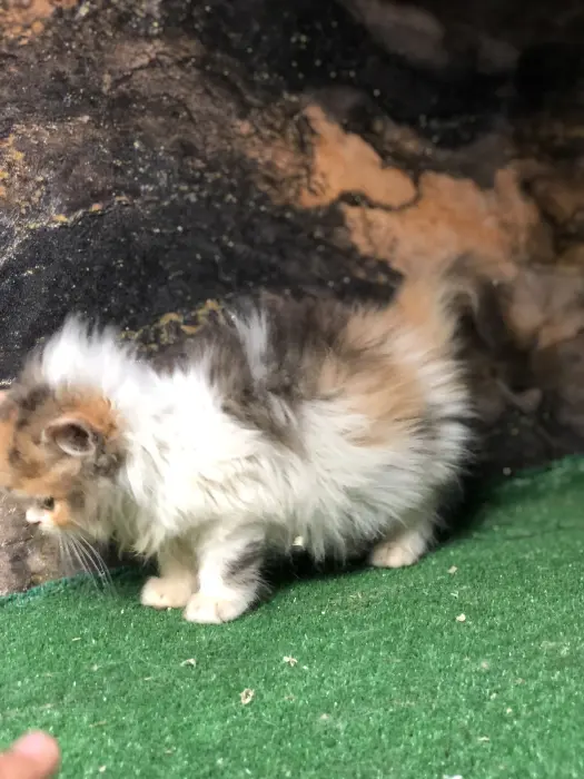 Chat persan chinchilla