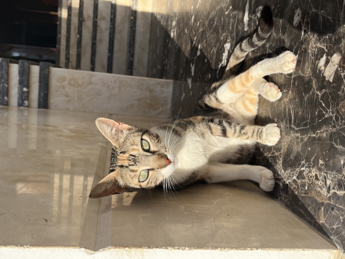 Adopter s’il vous plaît cette chate affectueuse magnifique et tres gentille